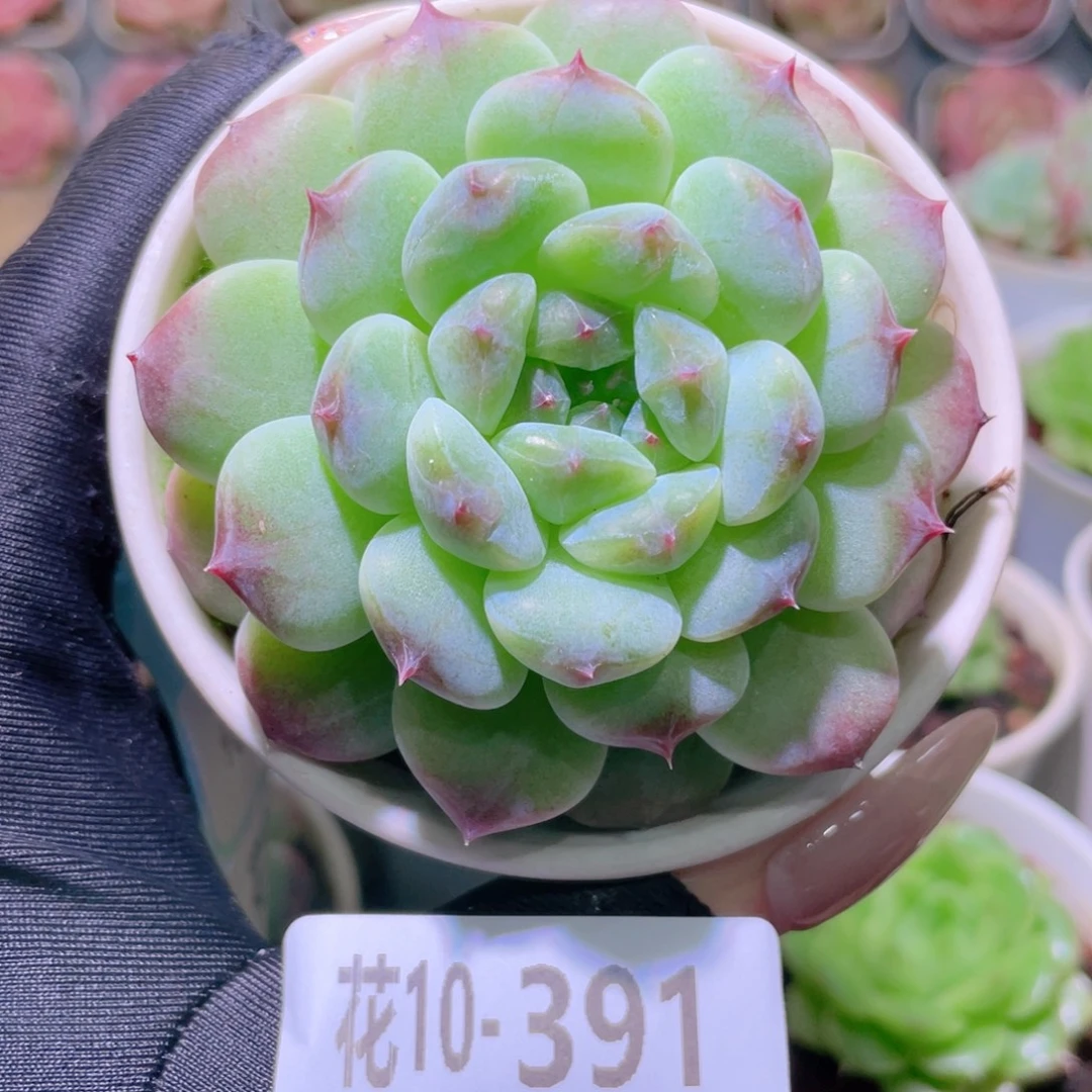 花利美10-391秘境冰魄