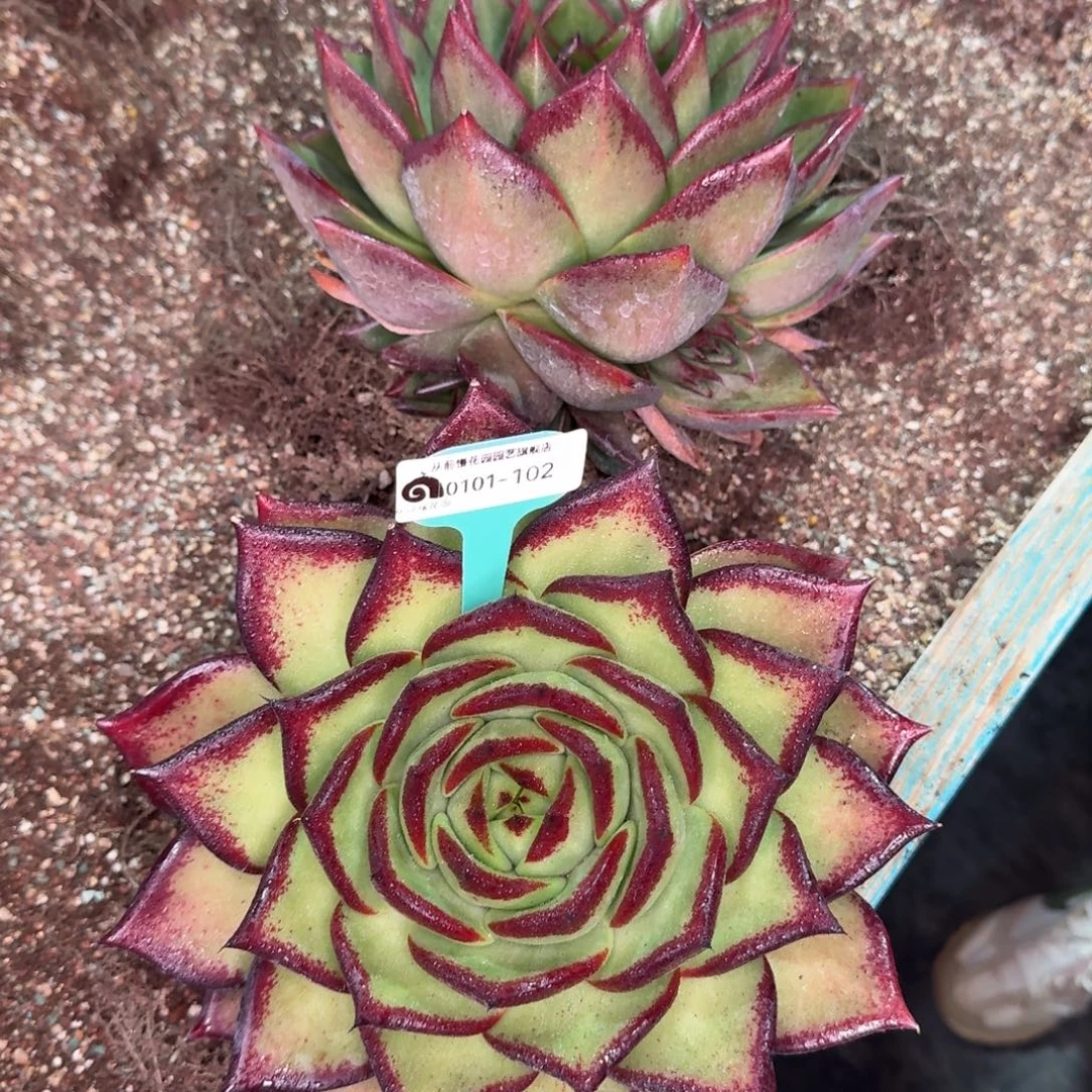 从前慢花园多肉编号0101-102