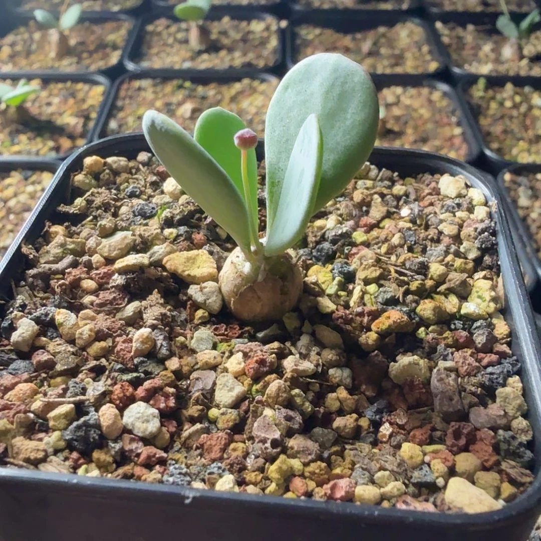 派马厚敦菊一个带盆