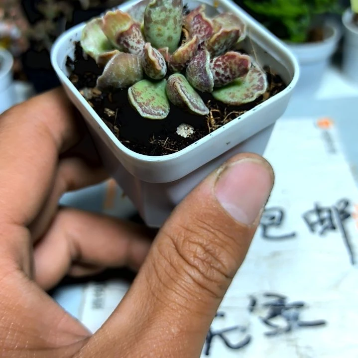 满9元包邮，，紫库博2/4头