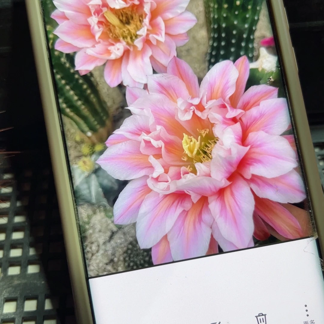 下6毛城堡歪侧芽5公分左右20包邮