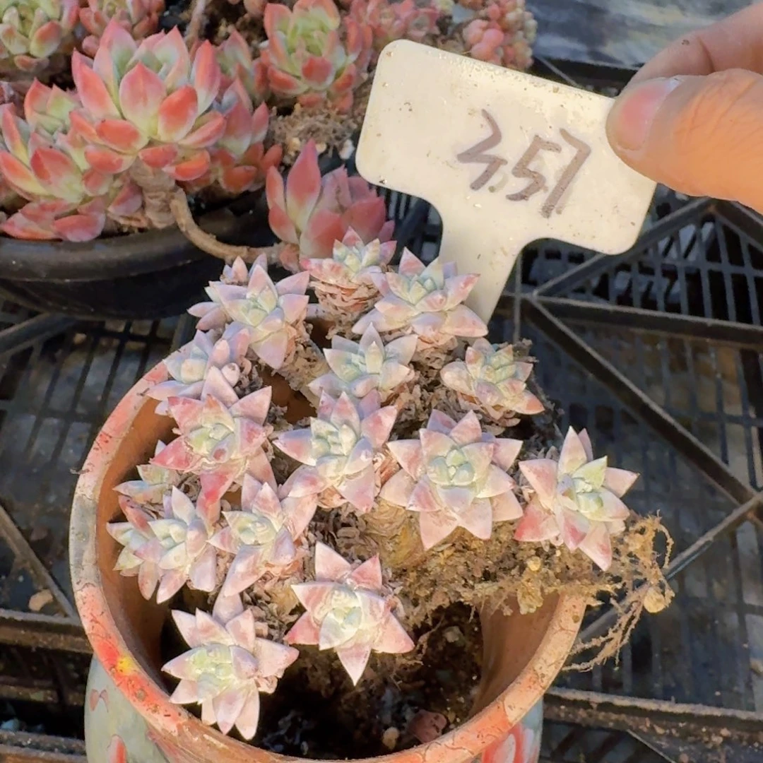 婷***了多肉植物的生长发育和