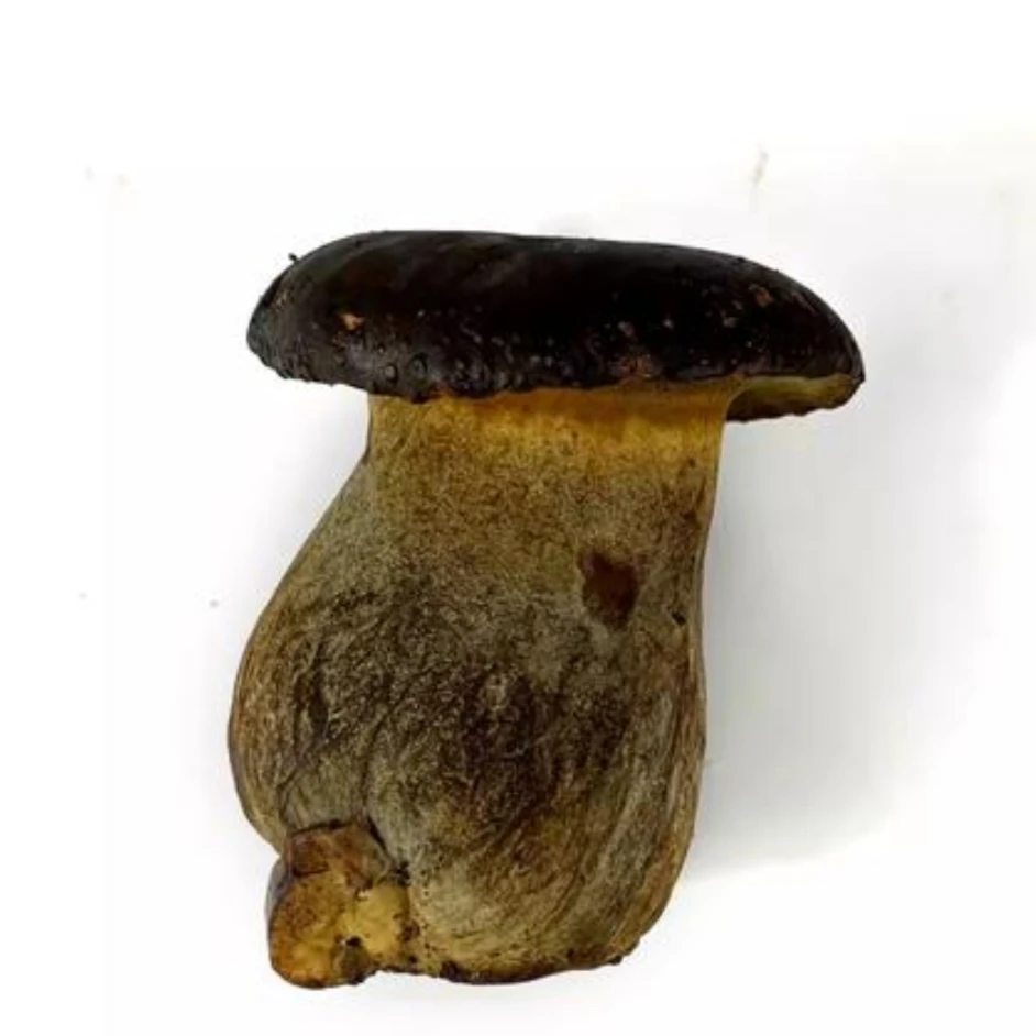 云南新鲜黑牛肝菌非野生菌