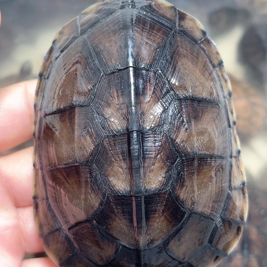 宠物龟不分公母大青