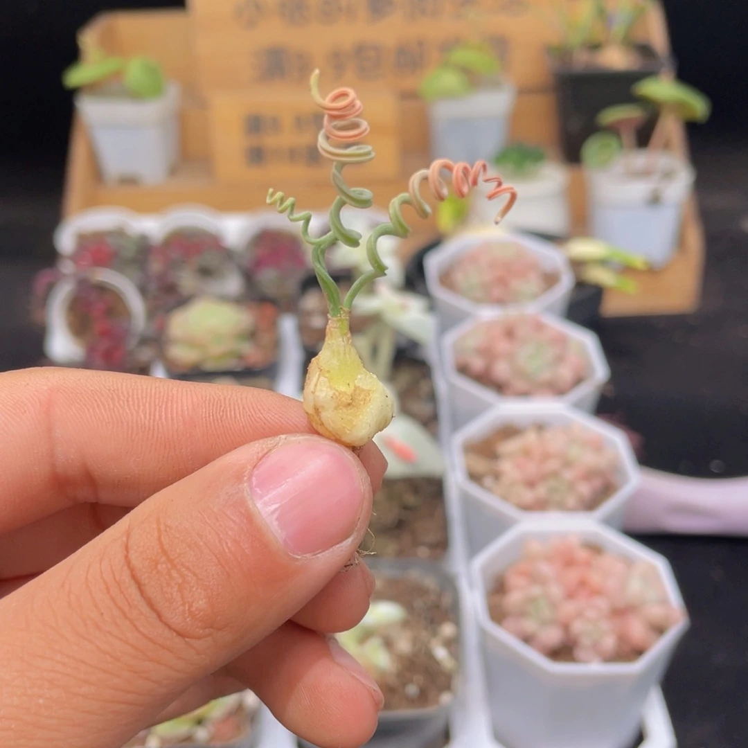 贵妃弹簧草多肉9.9包邮发货