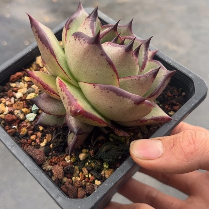 超宽圆长睫毛款111