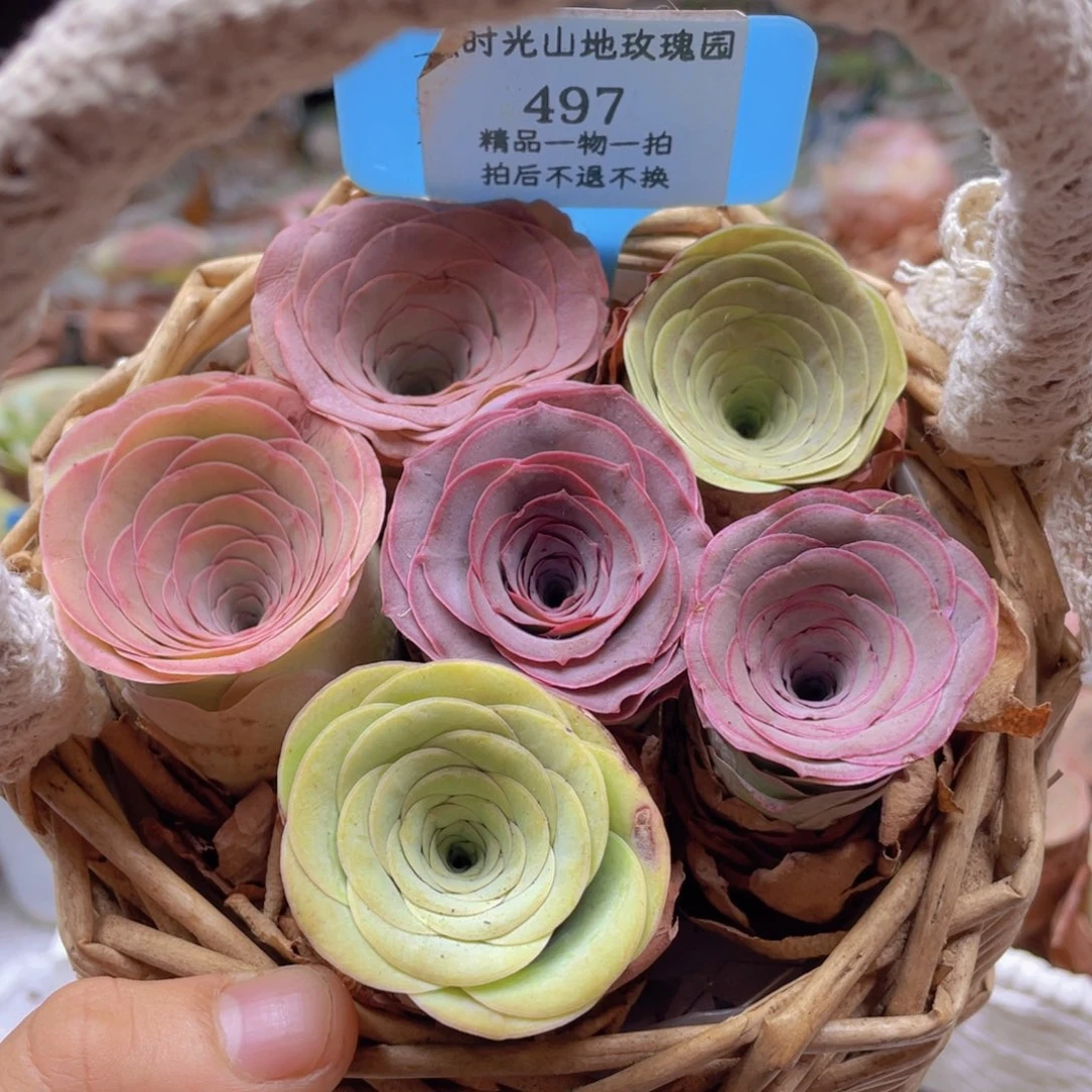 山地玫瑰497裸根发货不售后