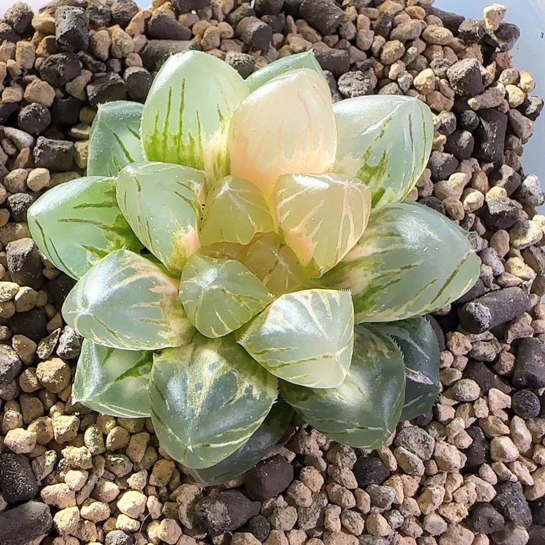 477号OM玉露锦一物一拍带盆土