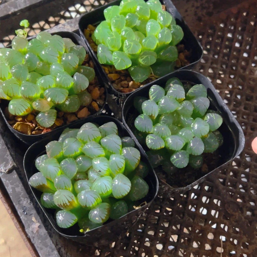 冰灯4玉露多肉多肉一颗