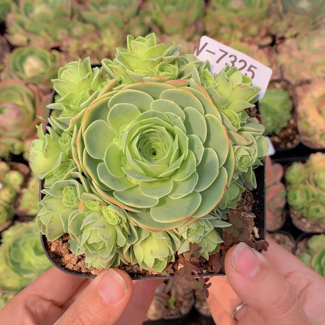 7325三重捧花会掉侧芽
