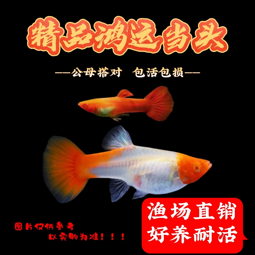 【鸿运当头公母搭对】纯种孔雀鱼小型热带鱼好看好养易淡水鱼繁殖