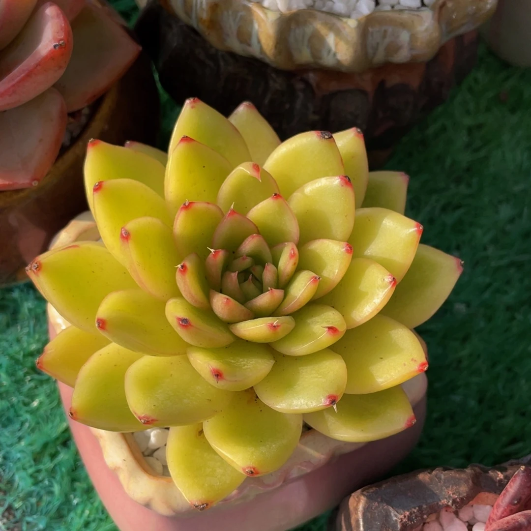 多肉植物盆栽多肉