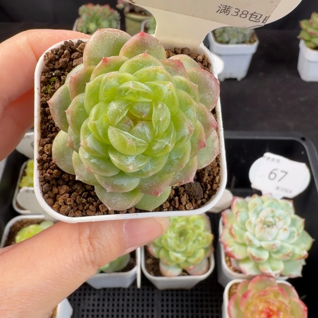 白冰单头一颗78号