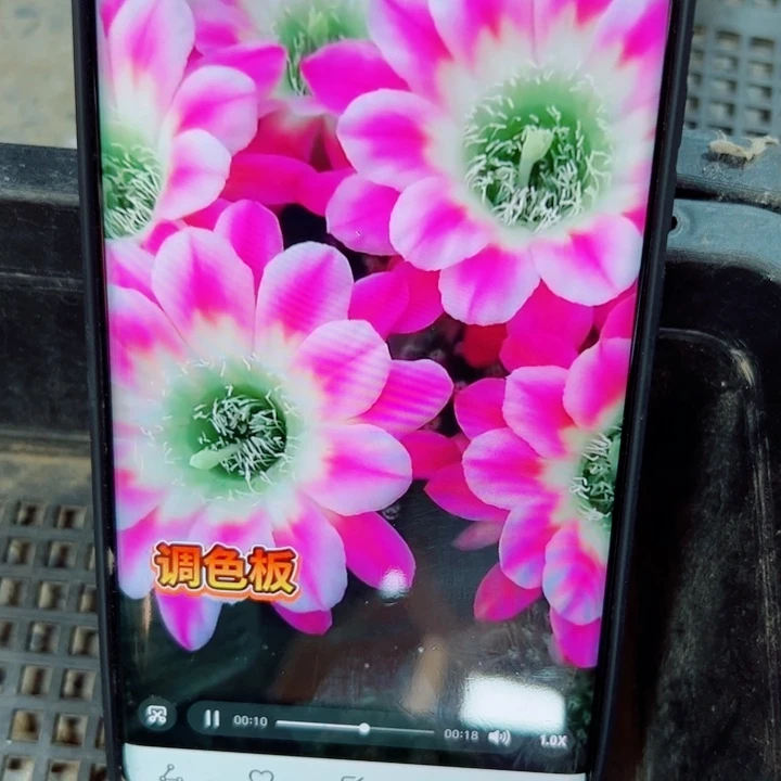 8丽花调色板歪无根侧芽2一3公分左右20包邮