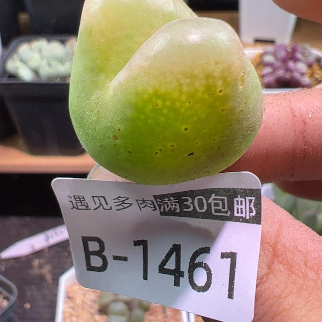 多肉植物1111111111111