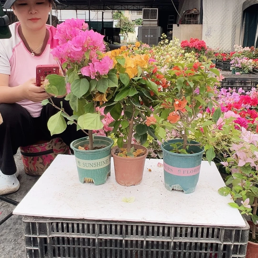 大部分花苞少量开放红粉佳人，加州黄，红桑巴组合