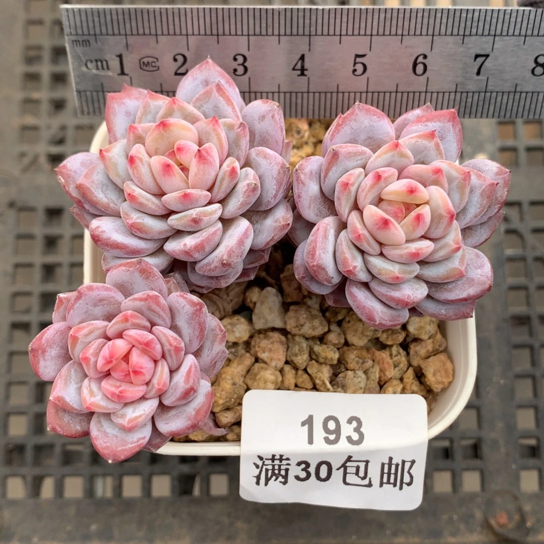 193。小树桩玉芙蓉三头。