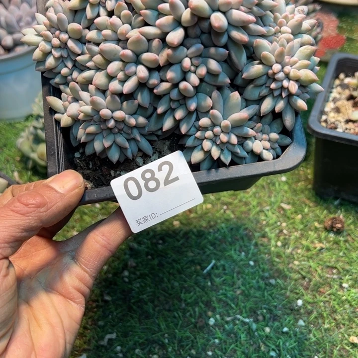 万***意难得多肉一位一派082