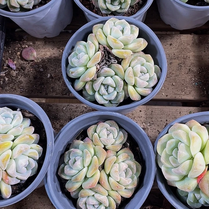 大盆四头大冰玉带盆土发