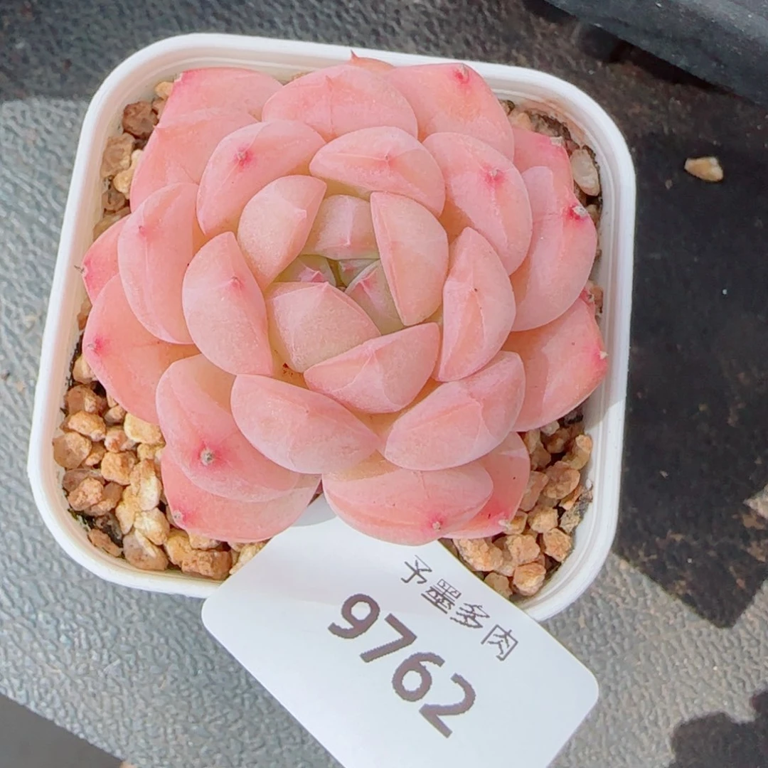 美心，9762多肉植物