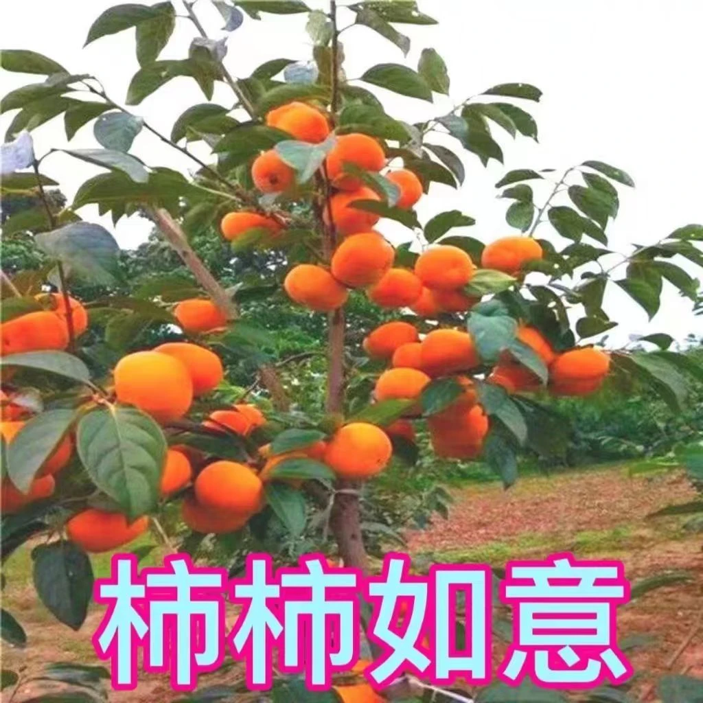 耐寒耐旱包活脆甜柿子树苗嫁接盆栽地栽阳台庭院南方北方种植