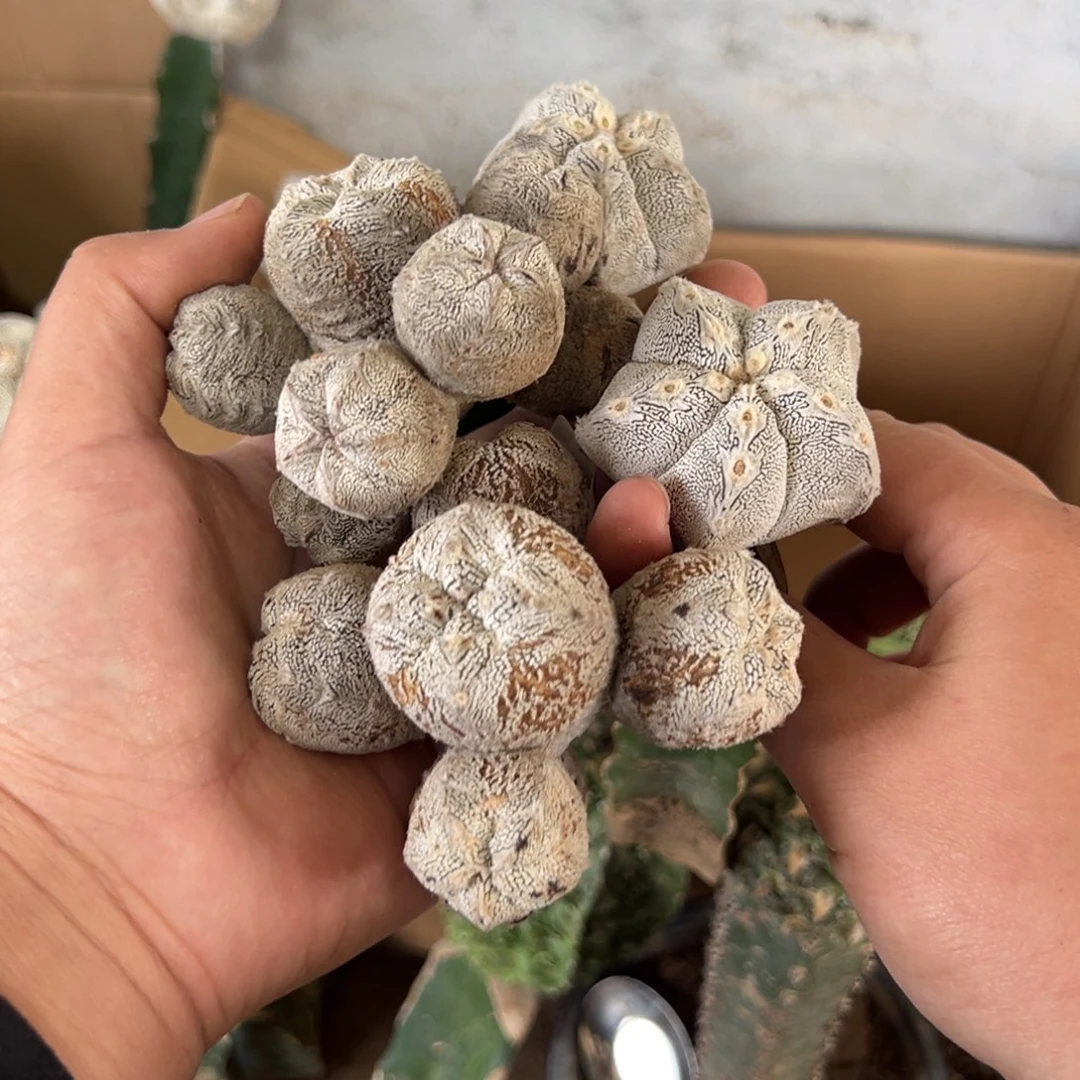 徳***天恩冢仙人球组合3855-71-72-73