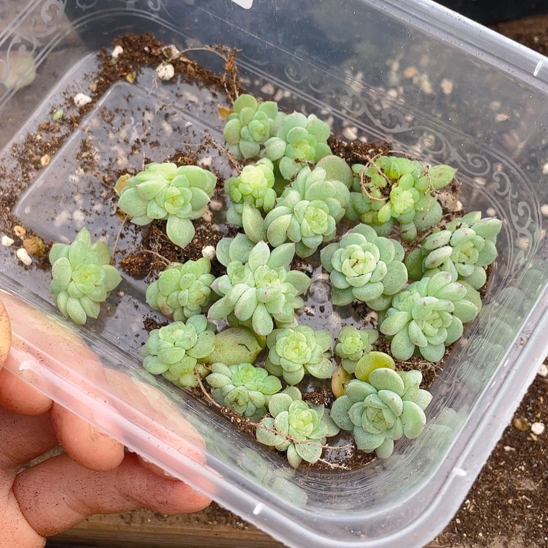 布***辣多肉植物多肉植物496