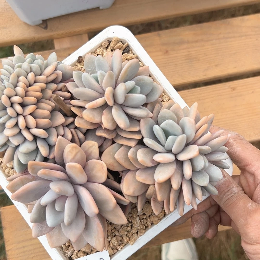 116-27粉兔缀化多肉