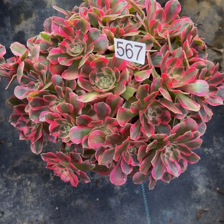 0000000000567七彩石