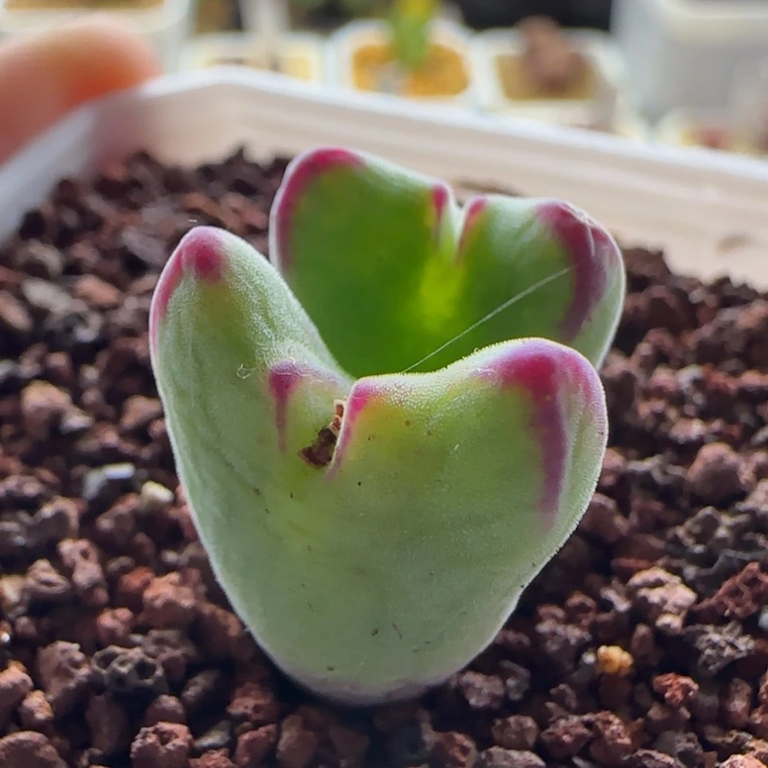 【闪购商品】0984