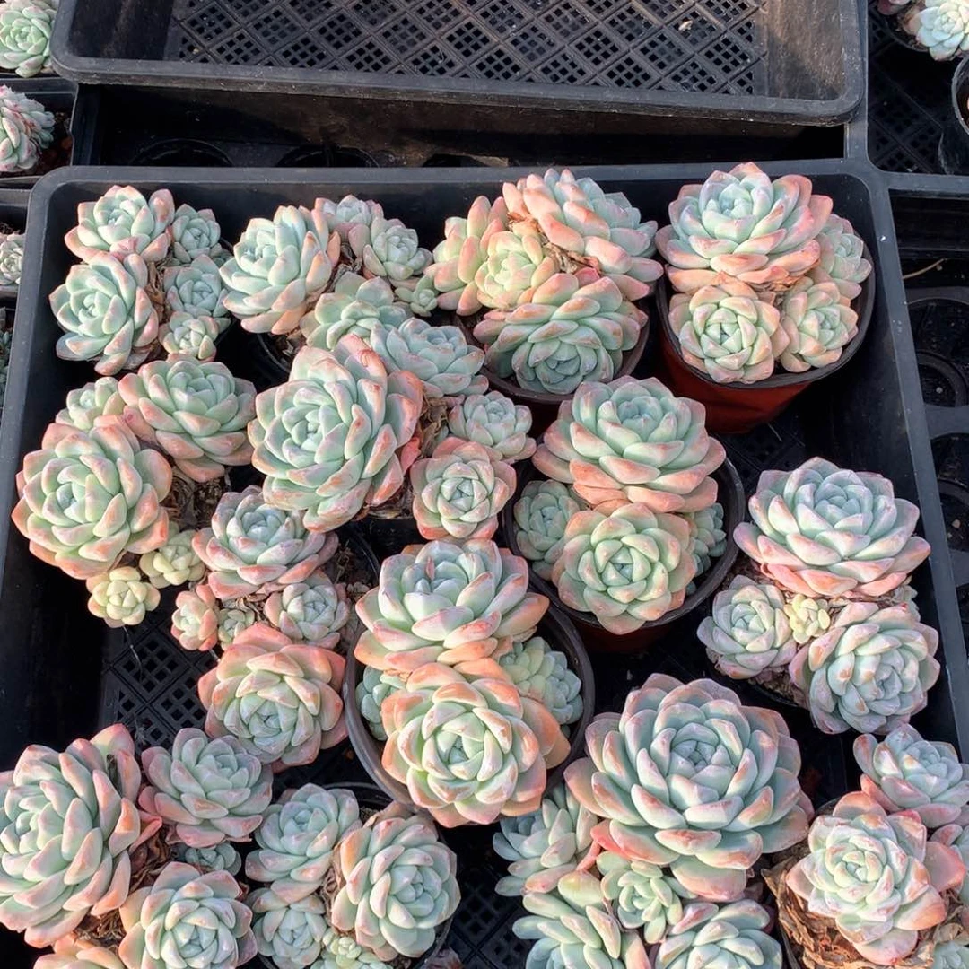 冰玉 1117-M58 14颗