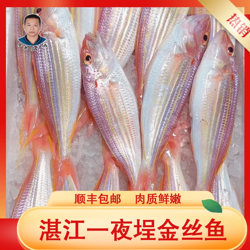 【全爸推荐】湛江一夜埕红杉鱼金丝鱼大金线鱼新鲜深海红衫鱼