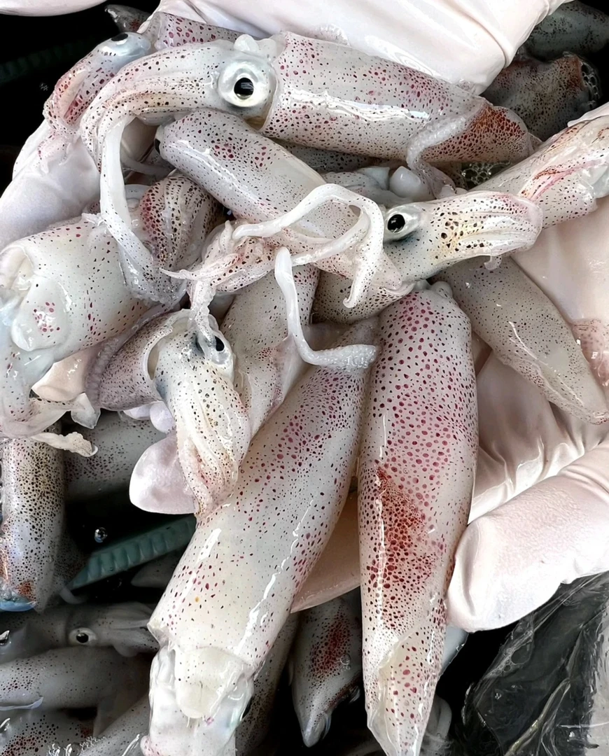 鲜鱿鱼,小鱿鱼海兔,广东阳江海陵岛发货