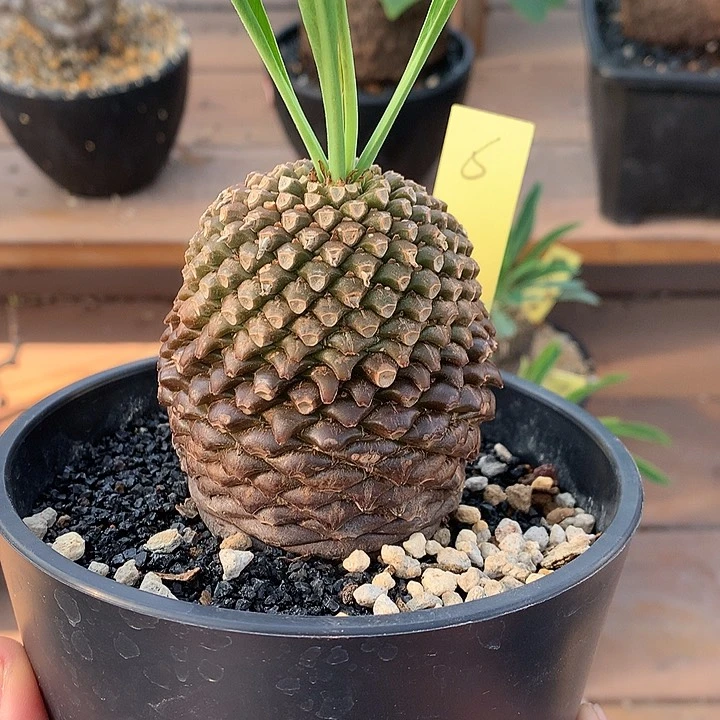 6铁甲丸111111111111