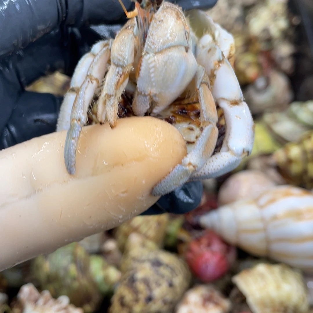 不退不换活体宠物57