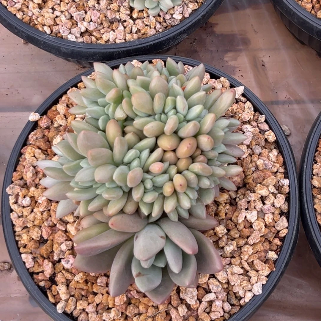 多肉植物桃花源缀320