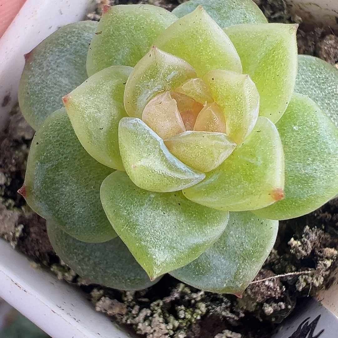 财富密码孤品定繁