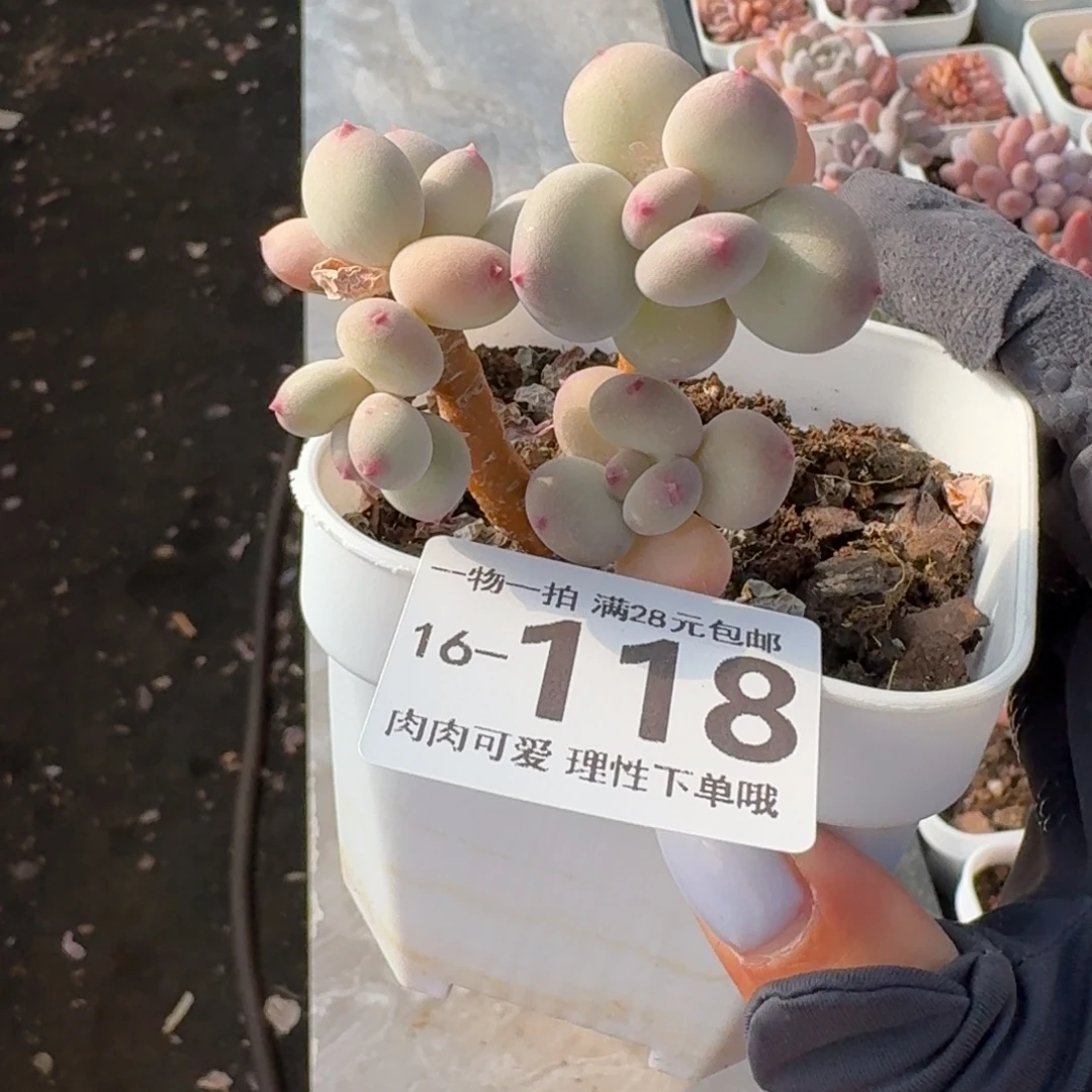 苹果奶无盆土发货发货