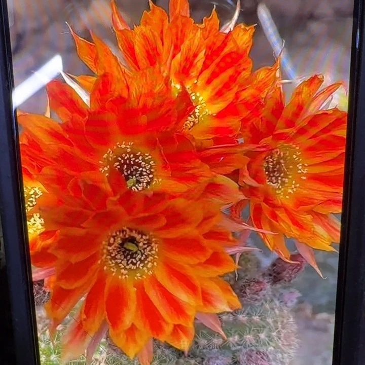 248白檀狂欢节2个无根侧牙，20包邮