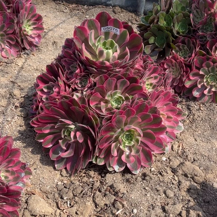 05075粉女巫多肉植物