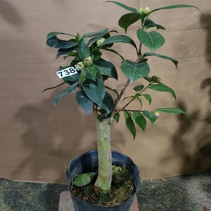 738绿可那，情人节，原盆原土发货