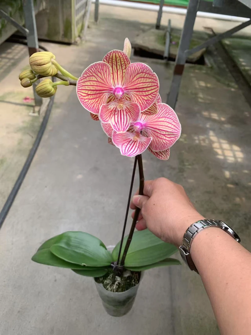 【只发新疆 新疆包邮】七彩玫瑰，蝴蝶兰带瑕疵