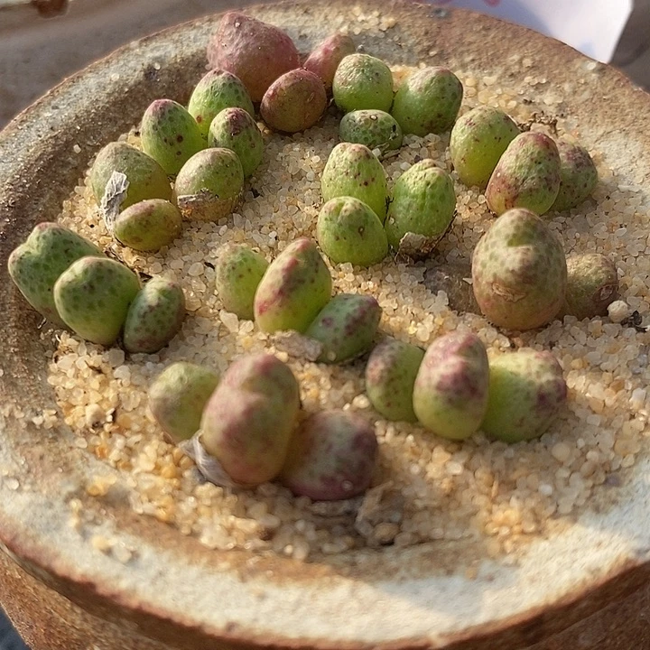 3头955D斑马1颗。