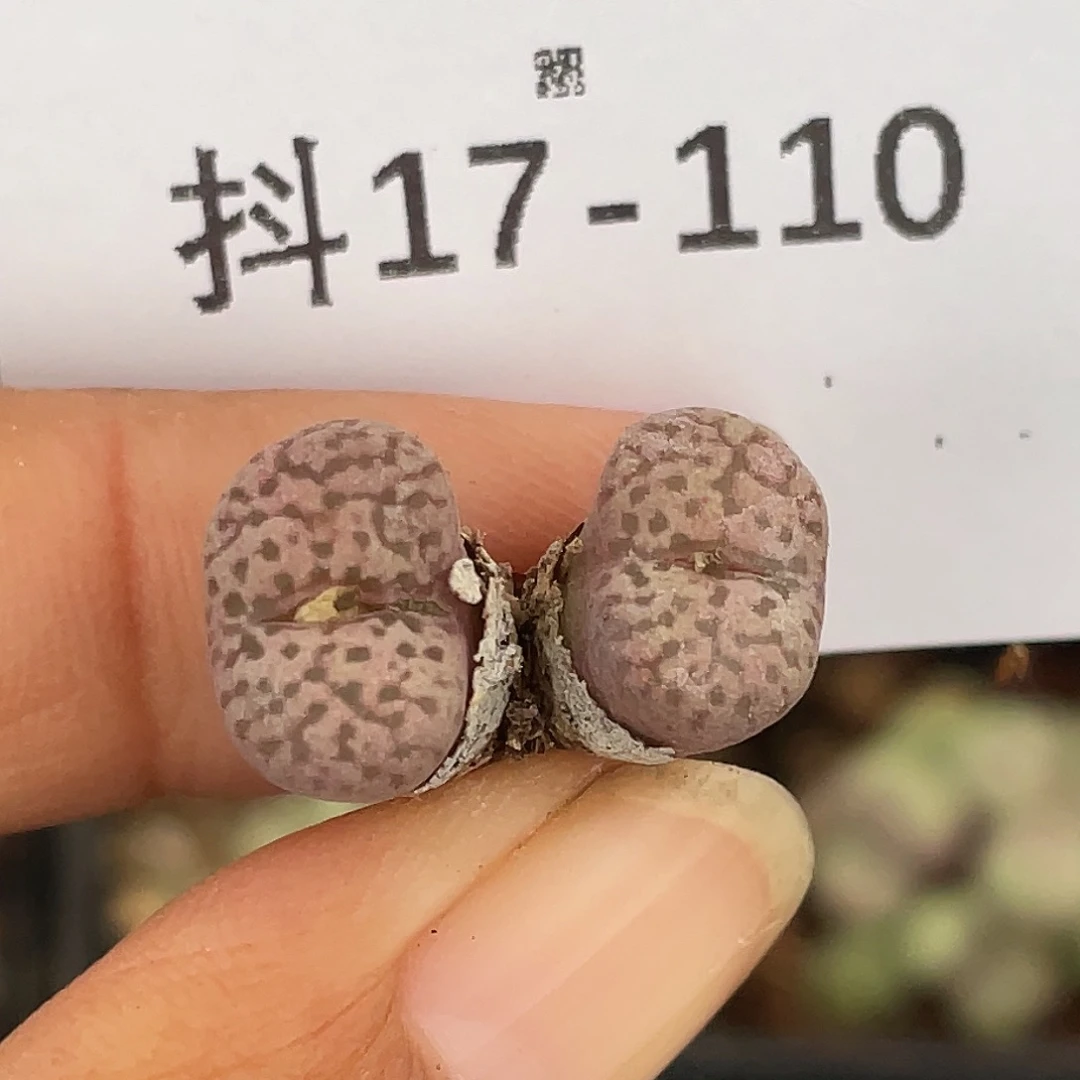 17-110紫鸟多肉植物