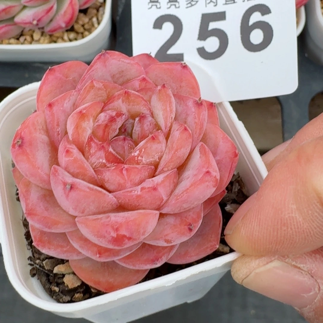 福利          摇身一变高富帅，一夜暴富动作快