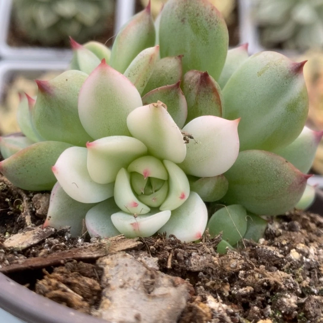 002锦锦锦锦锦锦锦锦锦