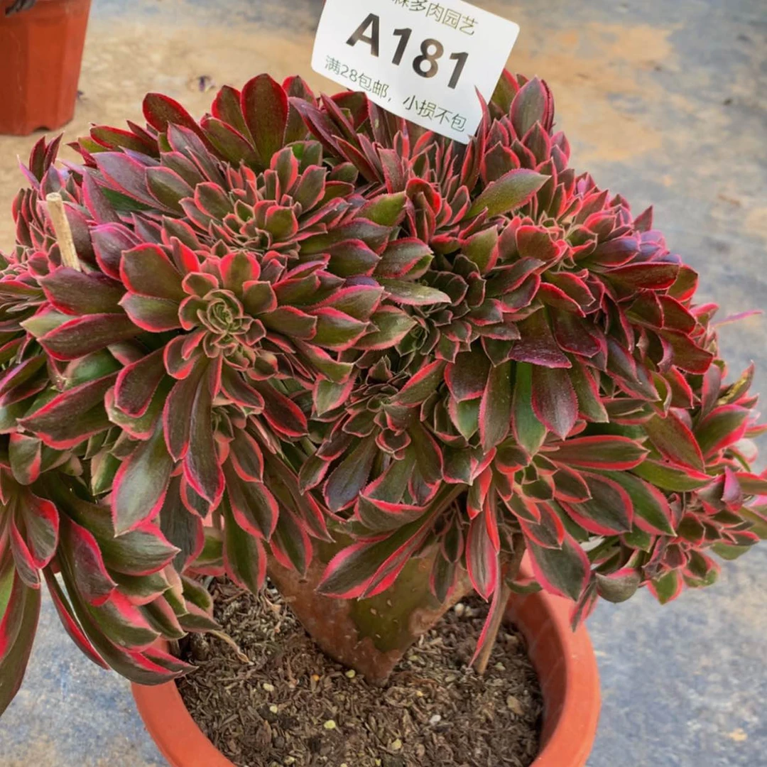 【闪购商品】181女神多肉