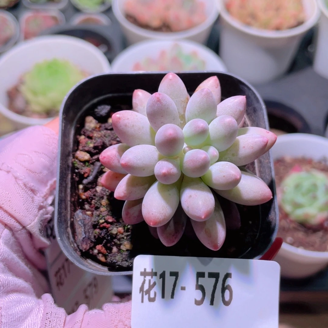 花利美17-576婴儿手指