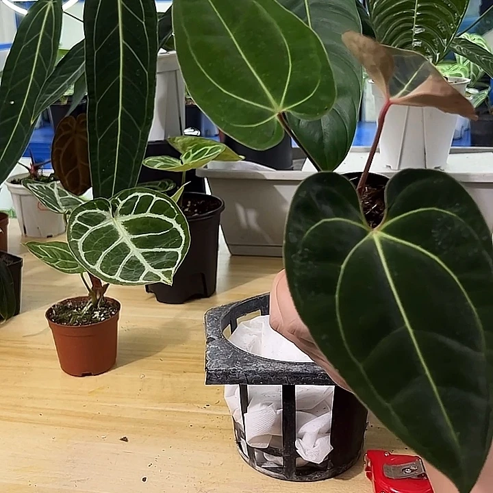 无花朵纯种贝斯一物一拍