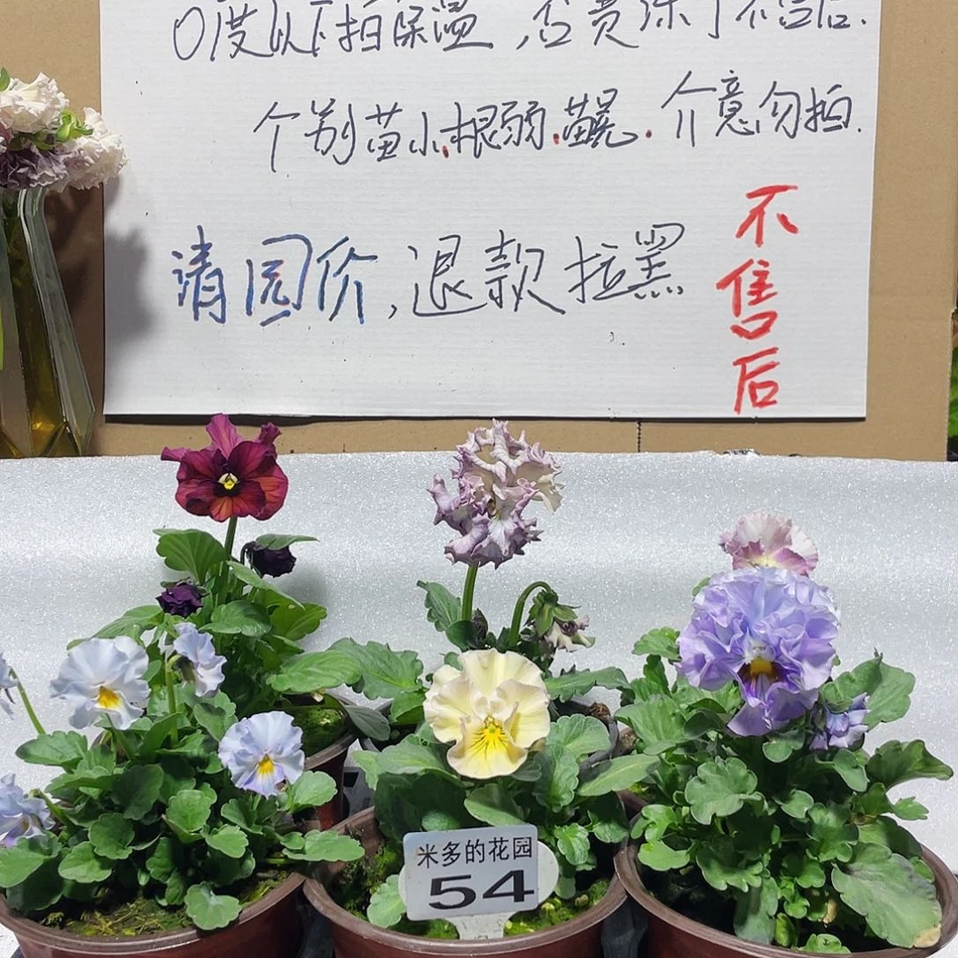 大部分花苞少量开放54